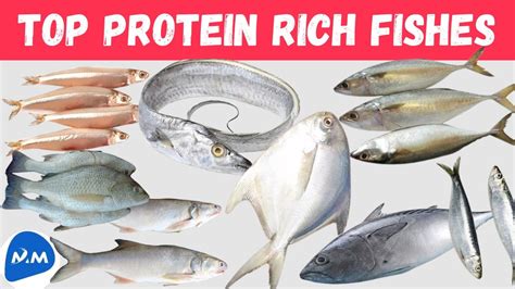 high protein fish food|Best High.